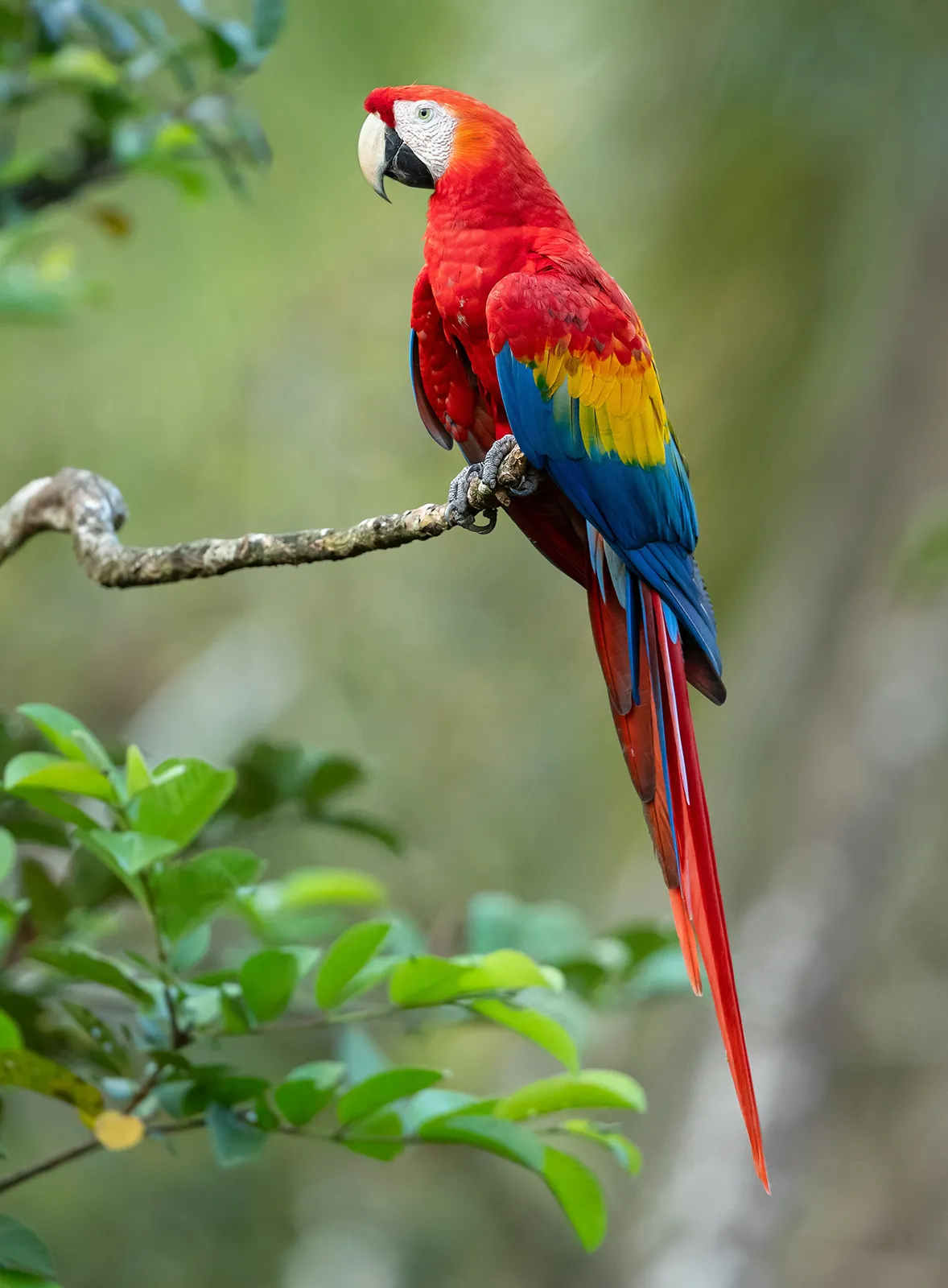 Scarlet Macaw Ara Macao