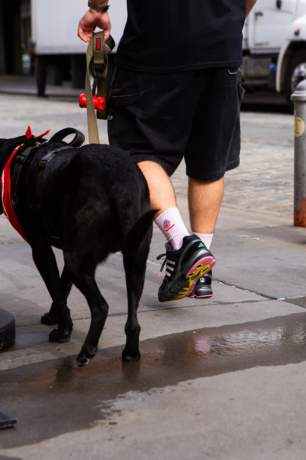 on-foot rear view walking dog, wet pavement, yellow outsole peeking through, Doggy Runner