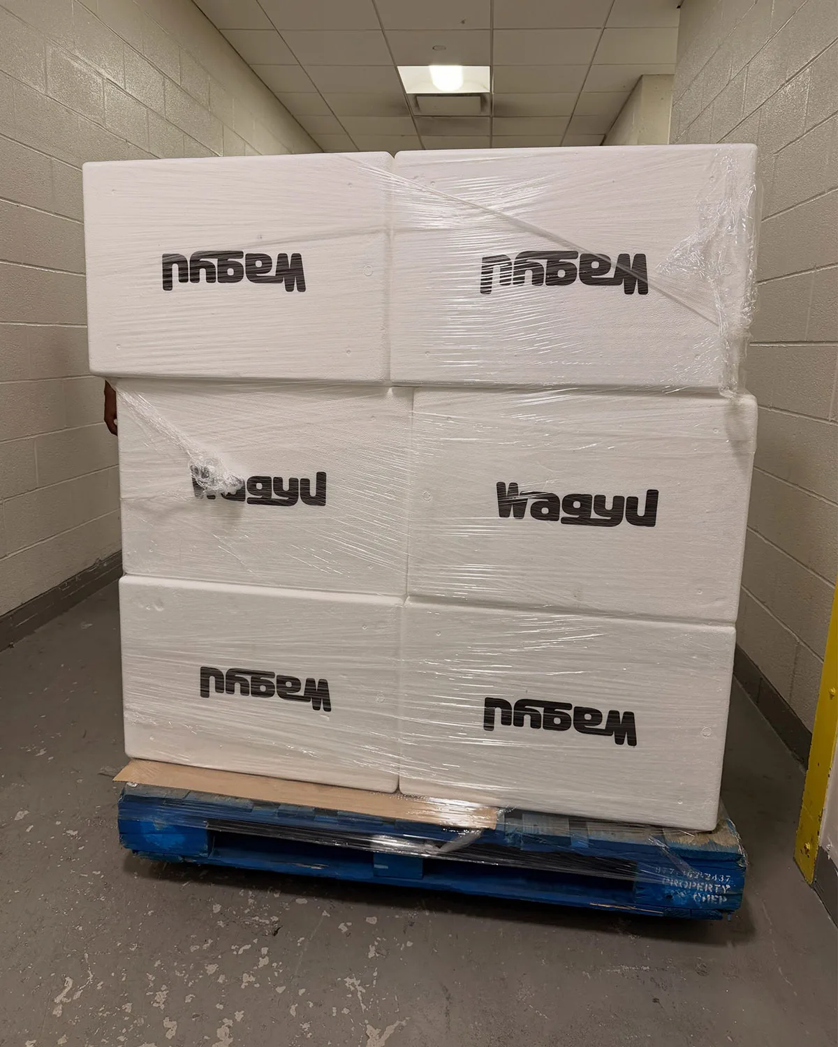 packaging stack, white wagyu-branded foam shipping crates on a blue pallet, 90 x Wagyu