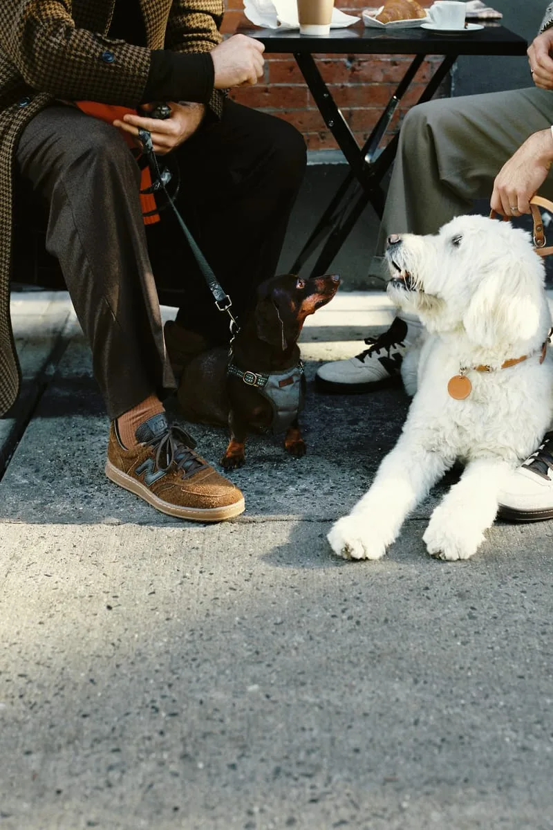 On-foot brown suede sneaker at a cafe table, beside a dachshund and white fluffy dog, Café