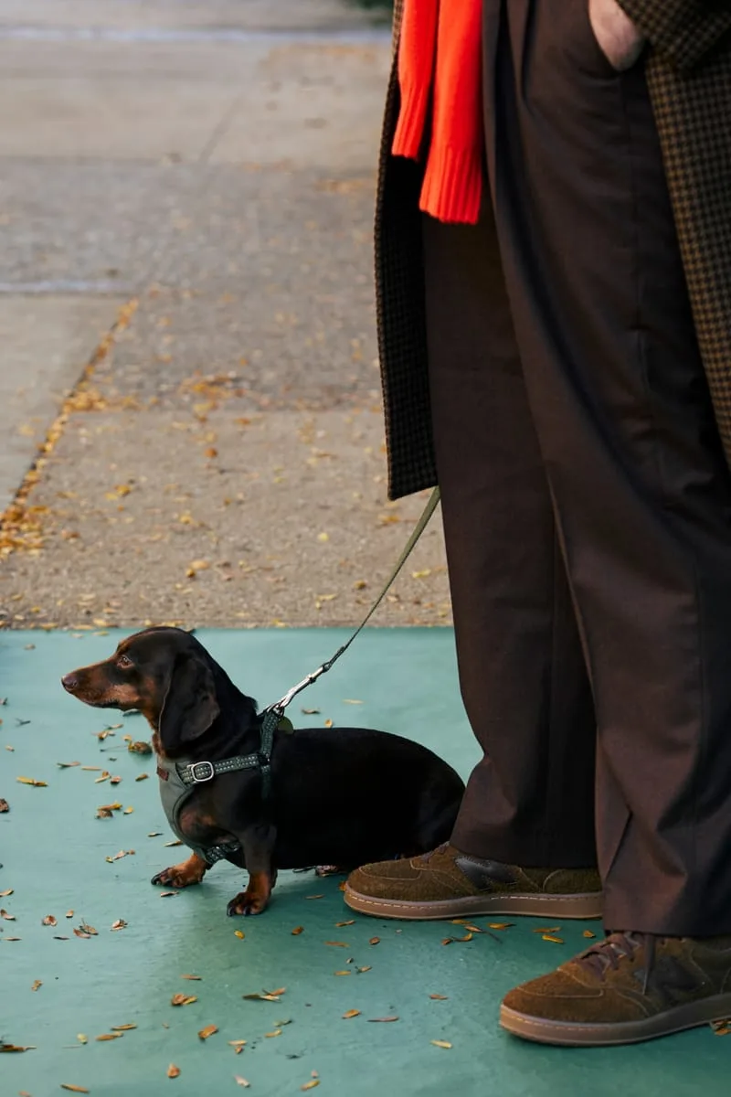 On-foot view of brown suede sneaker beside a black dachshund in harness on a teal floor, Café