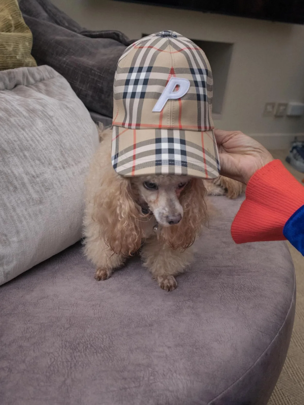 Beige check cap with white P logo on a small poodle, held by a hand in an orange sleeve, x Burberry Collection