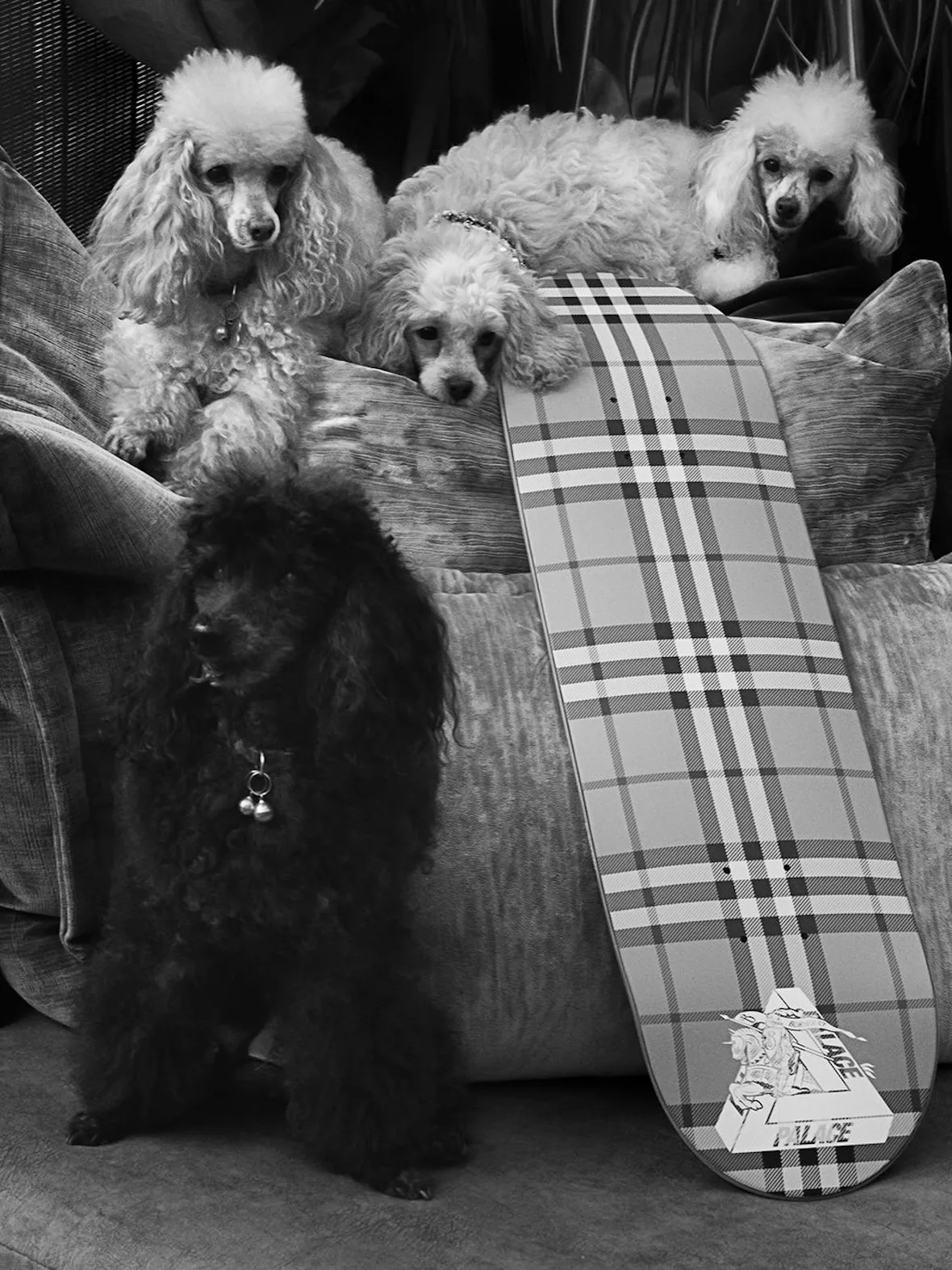 Black and white shot of a check skateboard deck with Palace triangle graphic, leaning by four poodles on a sofa, x Burberry